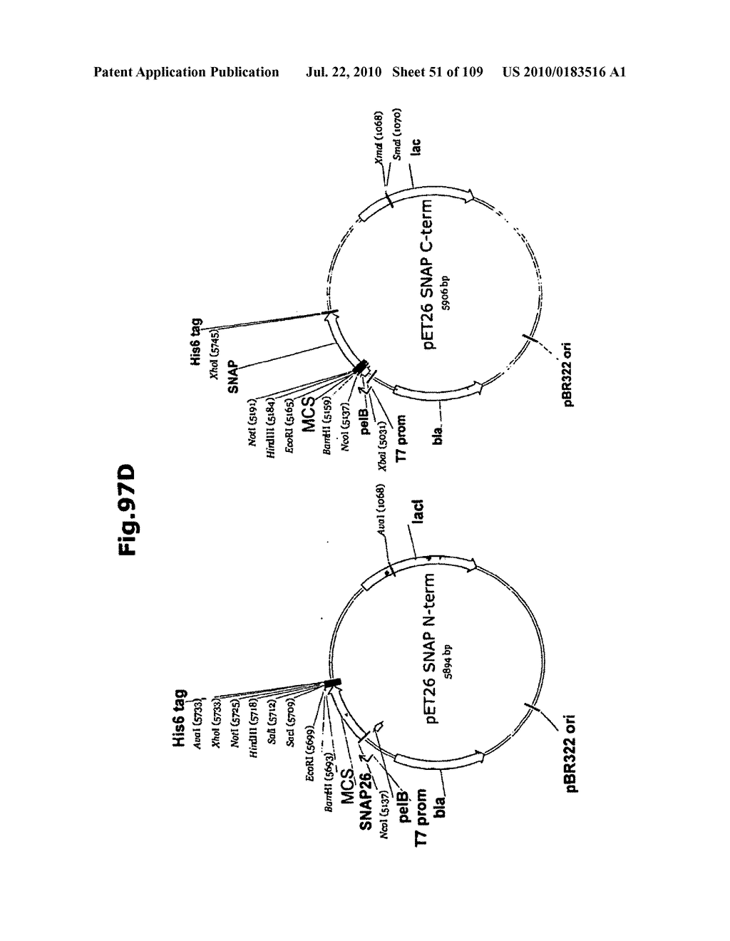 SELF COUPLING RECOMBINANT ANTIBODY FUSION PROTEINS - diagram, schematic, and image 52