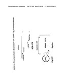 SELF COUPLING RECOMBINANT ANTIBODY FUSION PROTEINS diagram and image