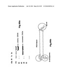 SELF COUPLING RECOMBINANT ANTIBODY FUSION PROTEINS diagram and image