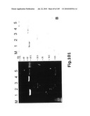 SELF COUPLING RECOMBINANT ANTIBODY FUSION PROTEINS diagram and image