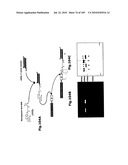 SELF COUPLING RECOMBINANT ANTIBODY FUSION PROTEINS diagram and image