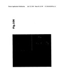 SELF COUPLING RECOMBINANT ANTIBODY FUSION PROTEINS diagram and image