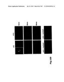 SELF COUPLING RECOMBINANT ANTIBODY FUSION PROTEINS diagram and image