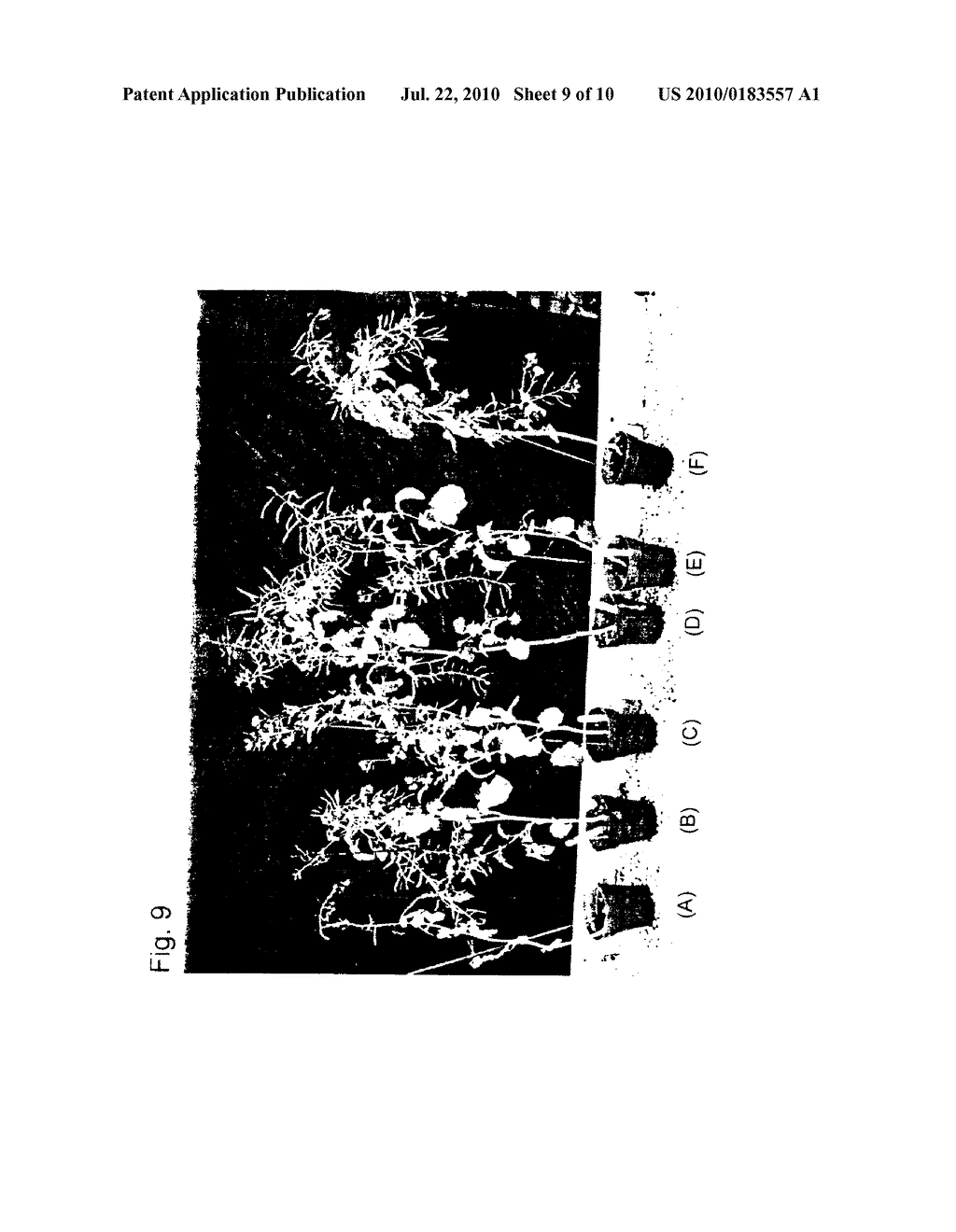 PTRA GENE AND USES THEREOF - diagram, schematic, and image 10