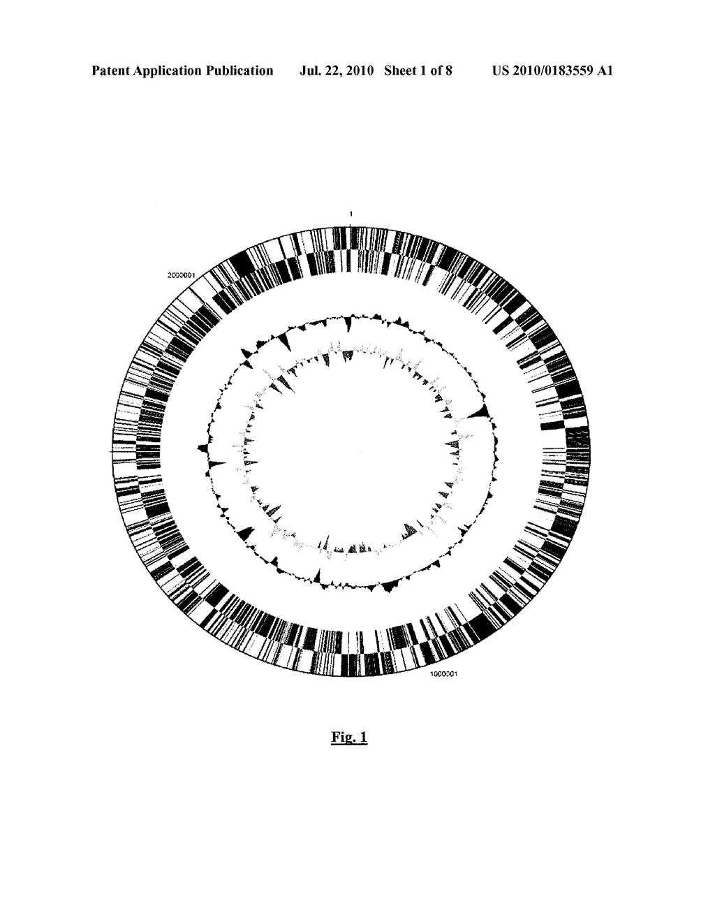 BIFIDOBACTERIUM LONGUM - diagram, schematic, and image 02