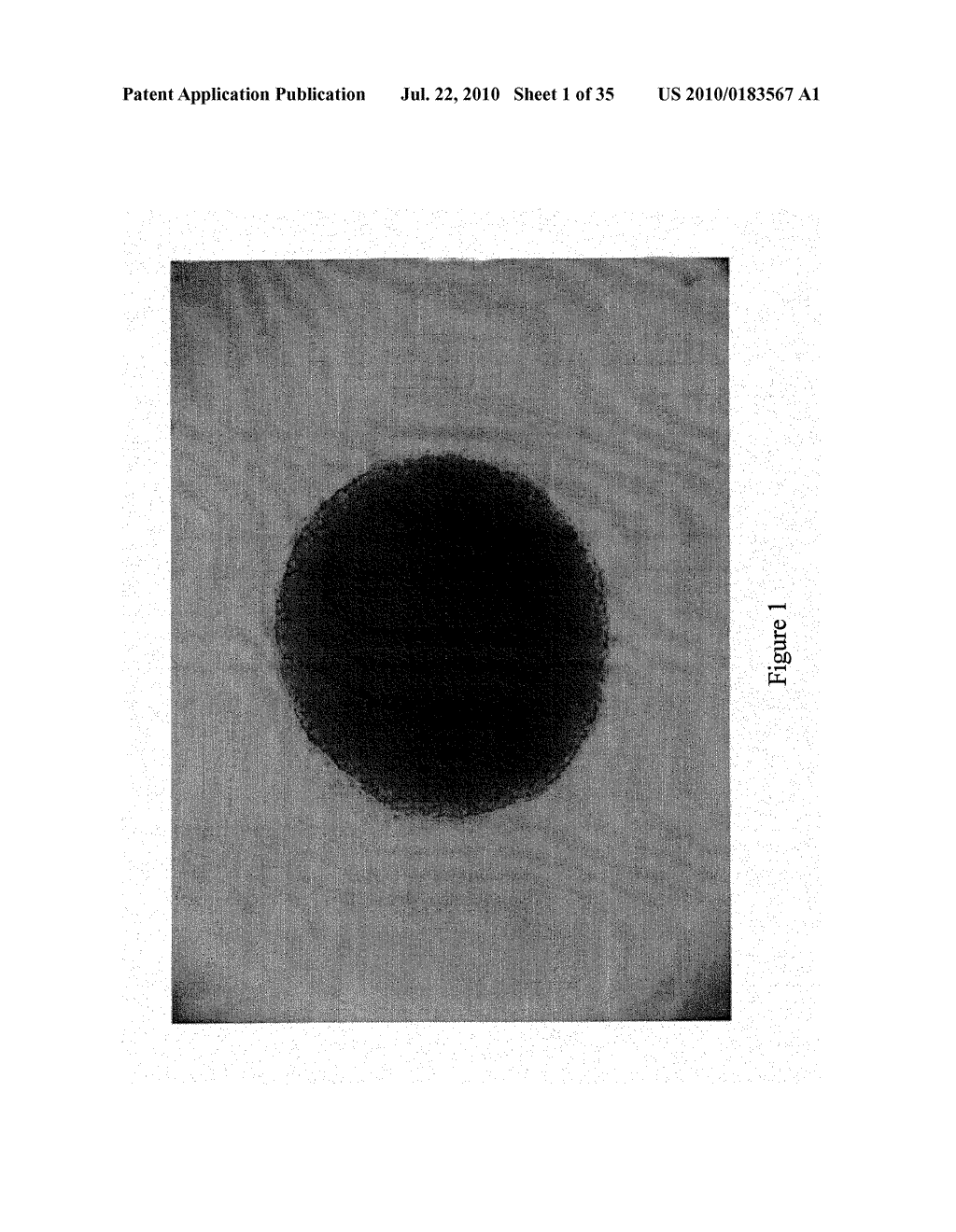 Novel Mammalian Multipotent Stem Cells and Compositions, Methods of Preparation and Methods of Administration Thereof - diagram, schematic, and image 02