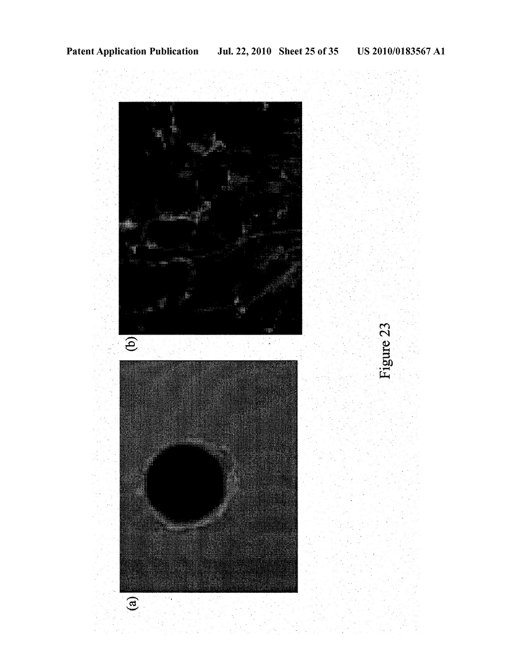 Novel Mammalian Multipotent Stem Cells and Compositions, Methods of Preparation and Methods of Administration Thereof - diagram, schematic, and image 26