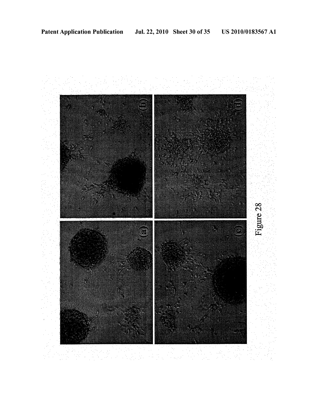 Novel Mammalian Multipotent Stem Cells and Compositions, Methods of Preparation and Methods of Administration Thereof - diagram, schematic, and image 31