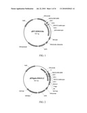 Fully human antibodies against human 4-1BB diagram and image