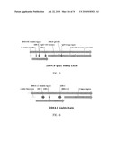 Fully human antibodies against human 4-1BB diagram and image