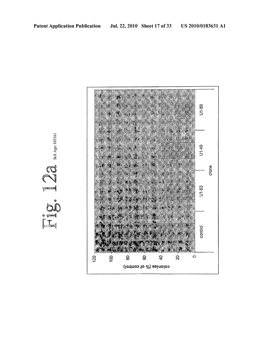 Antibodies Directed to HER-3 and Uses Thereof - diagram, schematic, and image 18