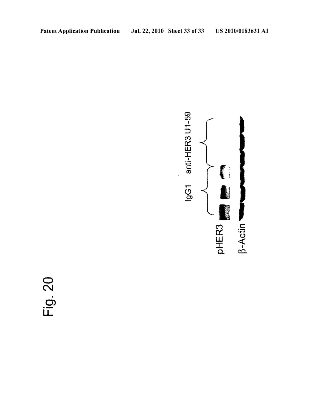 Antibodies Directed to HER-3 and Uses Thereof - diagram, schematic, and image 34