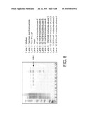 Immunogenic Protein Constructs diagram and image