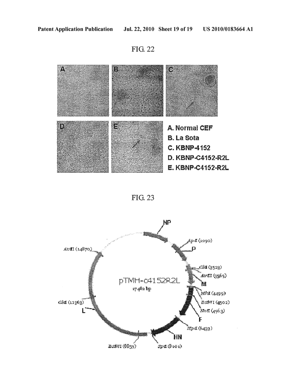 ATTENUATED RECOMBINANT NEWCASTLE DISEASE VIRUS AND VACCINE CONTAINING THE SAME - diagram, schematic, and image 20