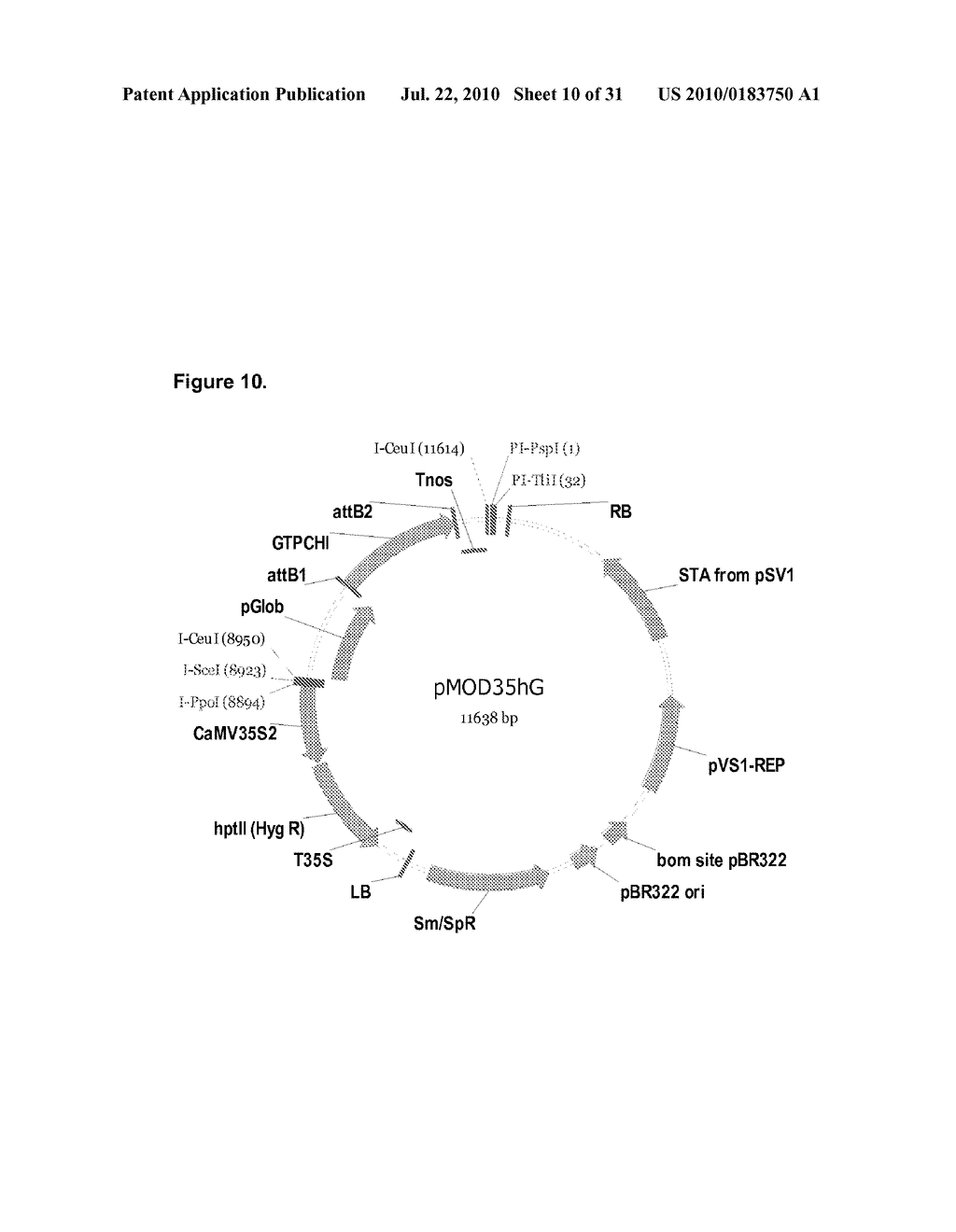 FORTIFICATION OF PLANTS WITH FOLATES BY METABOLIC ENGINEERING - diagram, schematic, and image 11