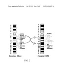 METHOD FOR SCREENING FOR A TOBIANO COAT COLOR GENOTYPE diagram and image