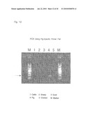 OLIGONUCLEOTIDE SEQUENCES THAT IDENTIFY SPECIES OF ANIMAL diagram and image