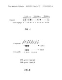 SCREENING METHODS USING SITOSTEROLEMIA SUSCEPTIBILITY GENE (SSG) POLYPEPTIDES diagram and image