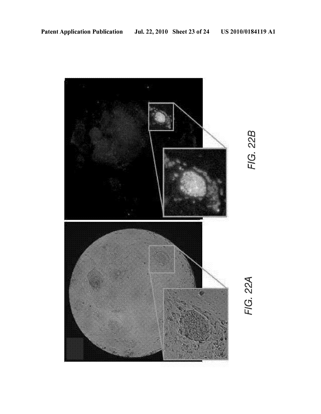 LASER MEDIATED SECTIONING AND TRANSFER OF CELL COLONIES - diagram, schematic, and image 24