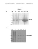 MONO CHARGING SYSTEM FOR SELECTIVELY INTRODUCING NON-NATIVE AMINO ACIDS INTO PROTEINS USING AN IN VITRO PROTEIN SYNTHESIS SYSTEM diagram and image