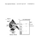 MONO CHARGING SYSTEM FOR SELECTIVELY INTRODUCING NON-NATIVE AMINO ACIDS INTO PROTEINS USING AN IN VITRO PROTEIN SYNTHESIS SYSTEM diagram and image