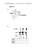 MONO CHARGING SYSTEM FOR SELECTIVELY INTRODUCING NON-NATIVE AMINO ACIDS INTO PROTEINS USING AN IN VITRO PROTEIN SYNTHESIS SYSTEM diagram and image