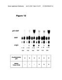 MONO CHARGING SYSTEM FOR SELECTIVELY INTRODUCING NON-NATIVE AMINO ACIDS INTO PROTEINS USING AN IN VITRO PROTEIN SYNTHESIS SYSTEM diagram and image