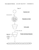 MONO CHARGING SYSTEM FOR SELECTIVELY INTRODUCING NON-NATIVE AMINO ACIDS INTO PROTEINS USING AN IN VITRO PROTEIN SYNTHESIS SYSTEM diagram and image