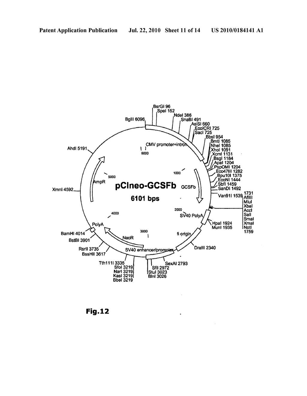 Serum-free Stable Transfection and Production of Recombinant Human Proteins in Human Cell Lines - diagram, schematic, and image 12