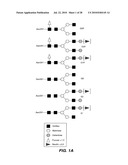 ANTIBODY-BASED THERAPEUTICS WITH ENHANCED ADCC ACTIVITY diagram and image