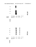 ANTIBODY-BASED THERAPEUTICS WITH ENHANCED ADCC ACTIVITY diagram and image