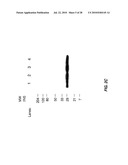 ANTIBODY-BASED THERAPEUTICS WITH ENHANCED ADCC ACTIVITY diagram and image