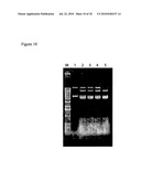 E. COLI PLASMID DNA PRODUCTION diagram and image