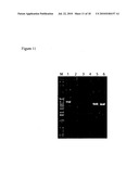 E. COLI PLASMID DNA PRODUCTION diagram and image