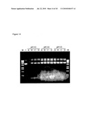 E. COLI PLASMID DNA PRODUCTION diagram and image