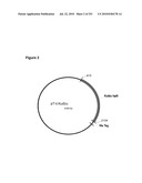 INCREASED ISOPRENE PRODUCTION USING MEVALONATE KINASE AND ISOPRENE SYNTHASE diagram and image