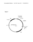 INCREASED ISOPRENE PRODUCTION USING MEVALONATE KINASE AND ISOPRENE SYNTHASE diagram and image