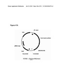 INCREASED ISOPRENE PRODUCTION USING MEVALONATE KINASE AND ISOPRENE SYNTHASE diagram and image