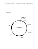 INCREASED ISOPRENE PRODUCTION USING MEVALONATE KINASE AND ISOPRENE SYNTHASE diagram and image