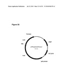 INCREASED ISOPRENE PRODUCTION USING MEVALONATE KINASE AND ISOPRENE SYNTHASE diagram and image