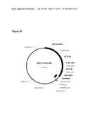 INCREASED ISOPRENE PRODUCTION USING MEVALONATE KINASE AND ISOPRENE SYNTHASE diagram and image