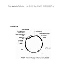 INCREASED ISOPRENE PRODUCTION USING MEVALONATE KINASE AND ISOPRENE SYNTHASE diagram and image