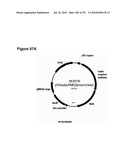 INCREASED ISOPRENE PRODUCTION USING MEVALONATE KINASE AND ISOPRENE SYNTHASE diagram and image