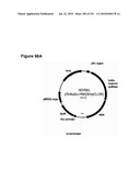 INCREASED ISOPRENE PRODUCTION USING MEVALONATE KINASE AND ISOPRENE SYNTHASE diagram and image