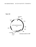 INCREASED ISOPRENE PRODUCTION USING MEVALONATE KINASE AND ISOPRENE SYNTHASE diagram and image