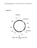 INCREASED ISOPRENE PRODUCTION USING MEVALONATE KINASE AND ISOPRENE SYNTHASE diagram and image