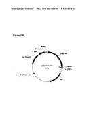 INCREASED ISOPRENE PRODUCTION USING MEVALONATE KINASE AND ISOPRENE SYNTHASE diagram and image