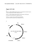 INCREASED ISOPRENE PRODUCTION USING MEVALONATE KINASE AND ISOPRENE SYNTHASE diagram and image