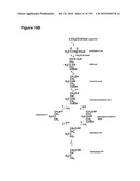 INCREASED ISOPRENE PRODUCTION USING MEVALONATE KINASE AND ISOPRENE SYNTHASE diagram and image