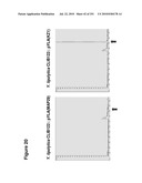 INCREASED ISOPRENE PRODUCTION USING MEVALONATE KINASE AND ISOPRENE SYNTHASE diagram and image